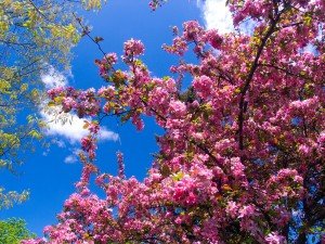 1024px-Pink_flowers