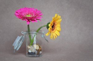 gerbera-1312550_960_720